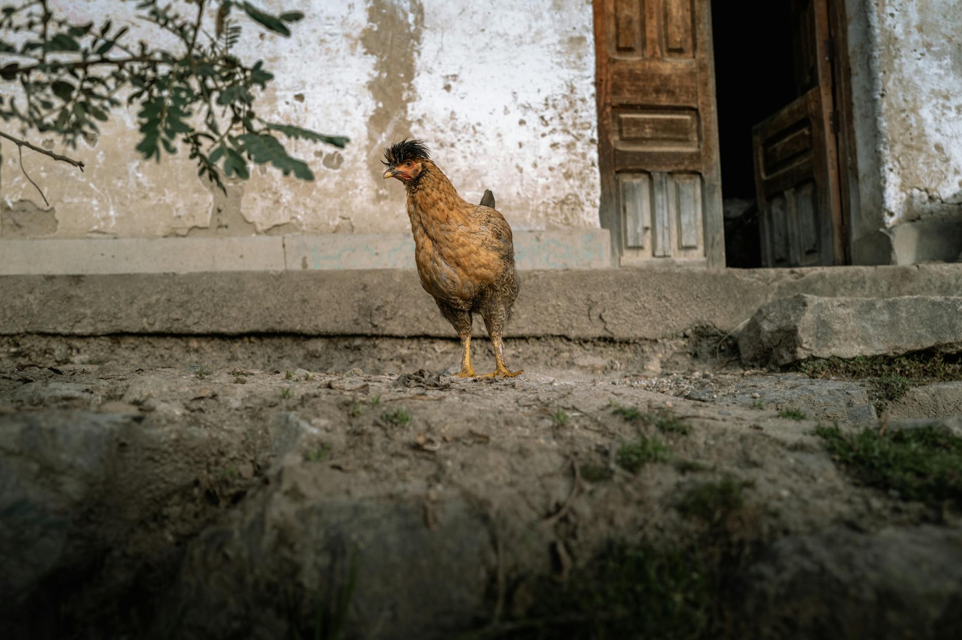 Peru: alegeri perturbate, Fujimori conduce