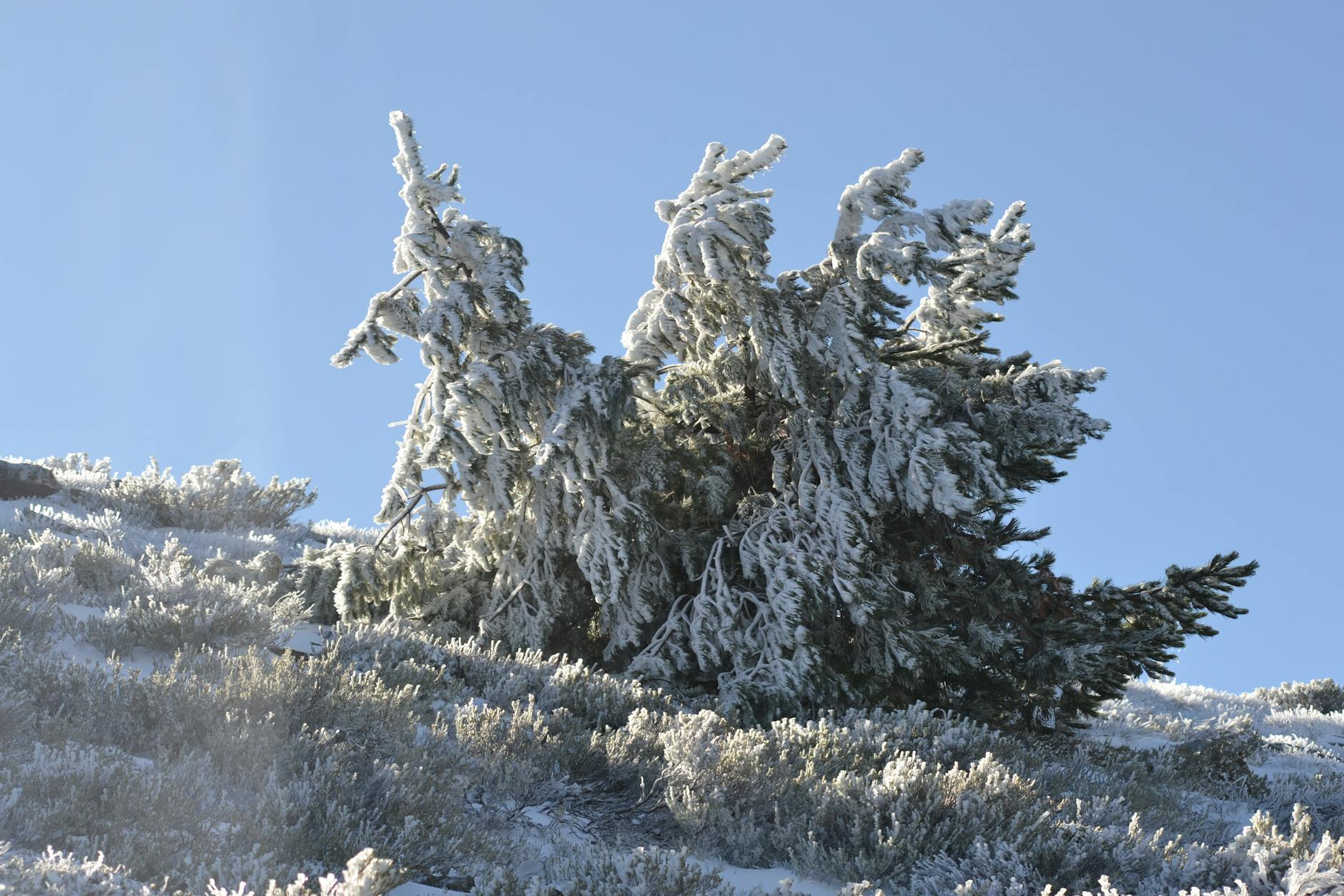 DOJ cere anularea condamnărilor din 6 ianuarie