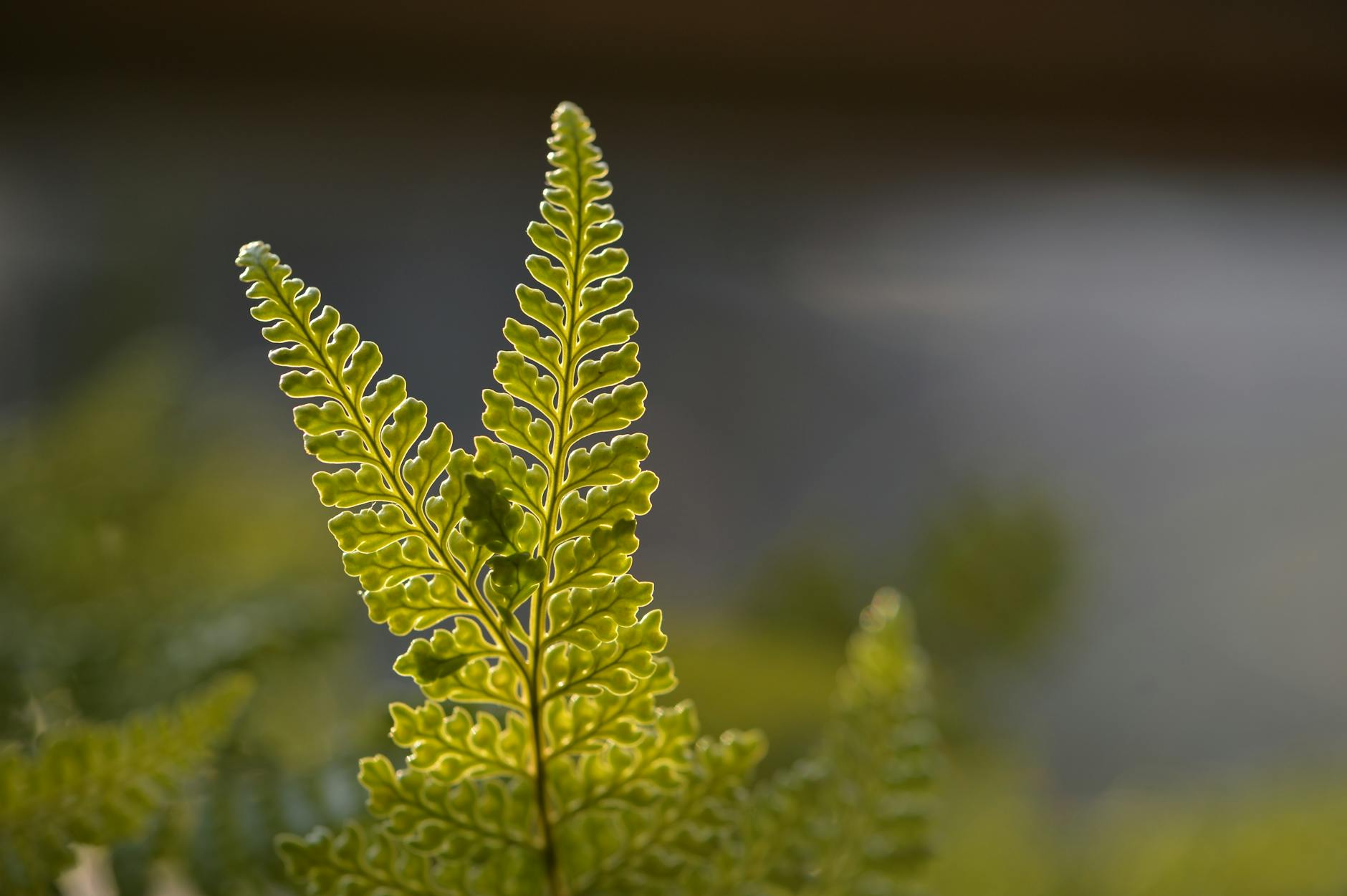 Hagi revine la națională: contract pe 4 ani