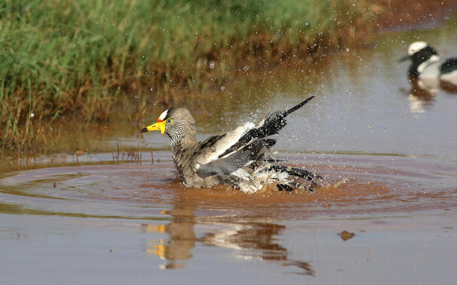 Libanul cere prelungirea armistițiului la negocierile cu Israelul