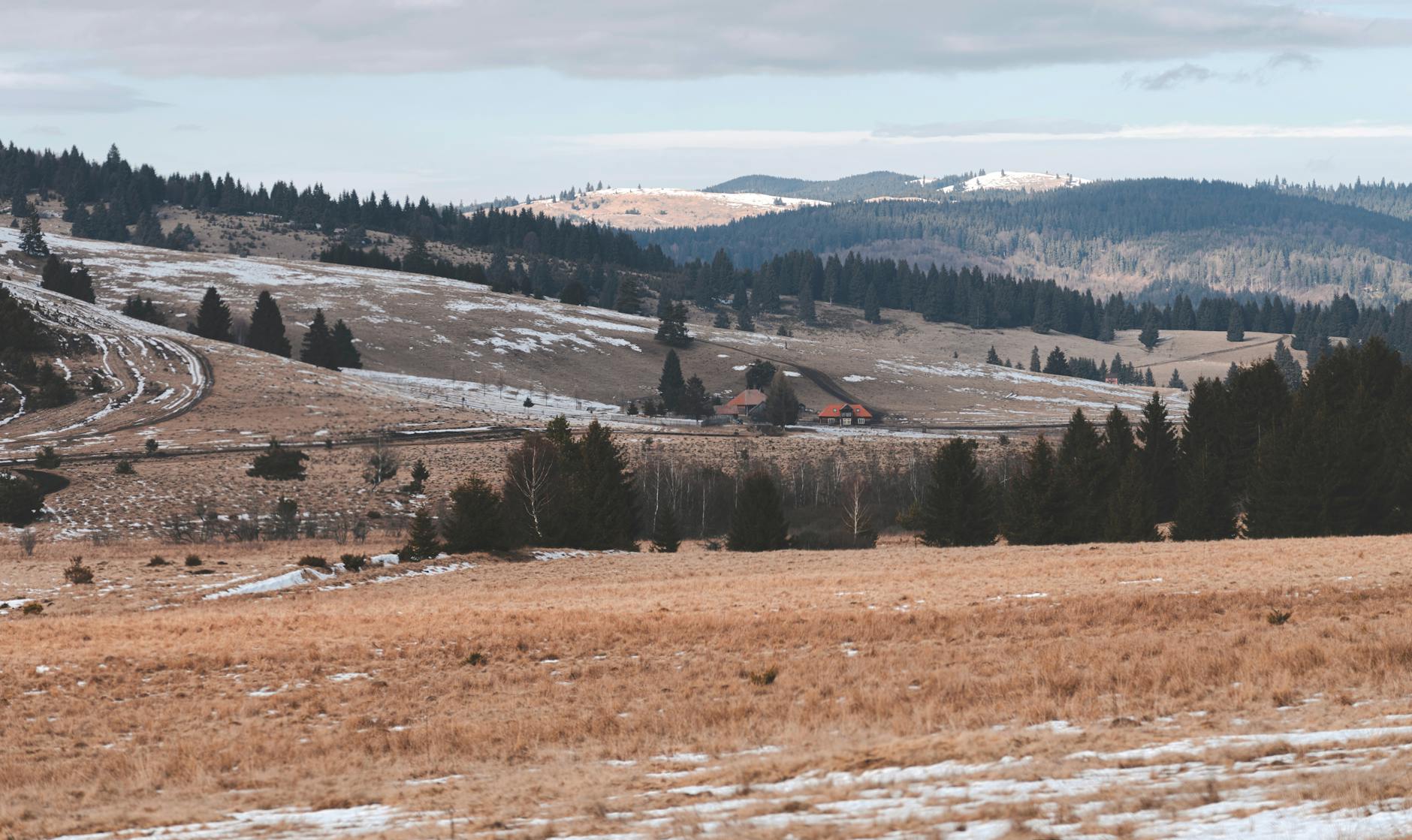 Fermele de porci din România, în pragul colapsului