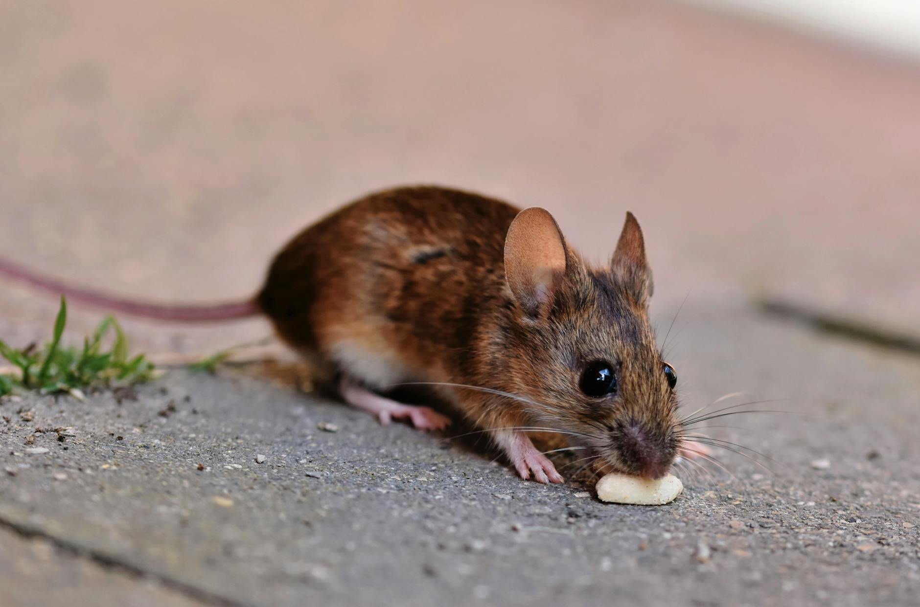 Focar mortal de hantavirus pe o navă de croazieră în Atlantic