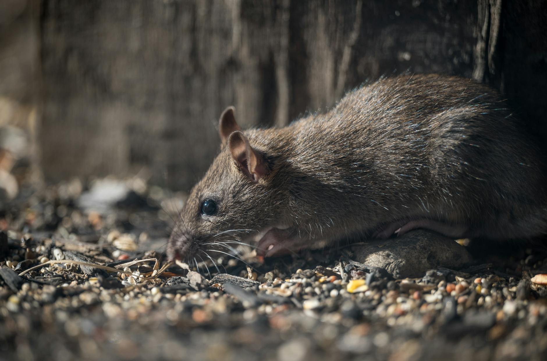 Hantavirus: focarul de pe MV Hondius se extinde global