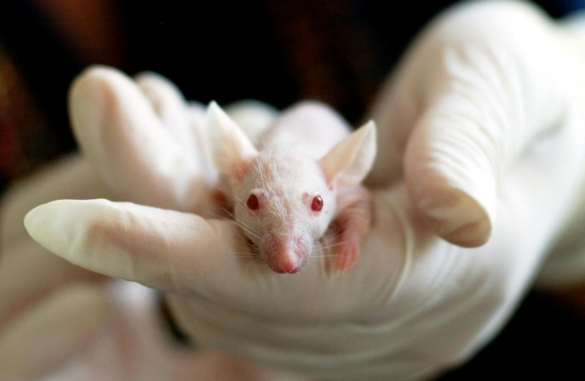 Hantavirus: operațiune fără precedent la Tenerife