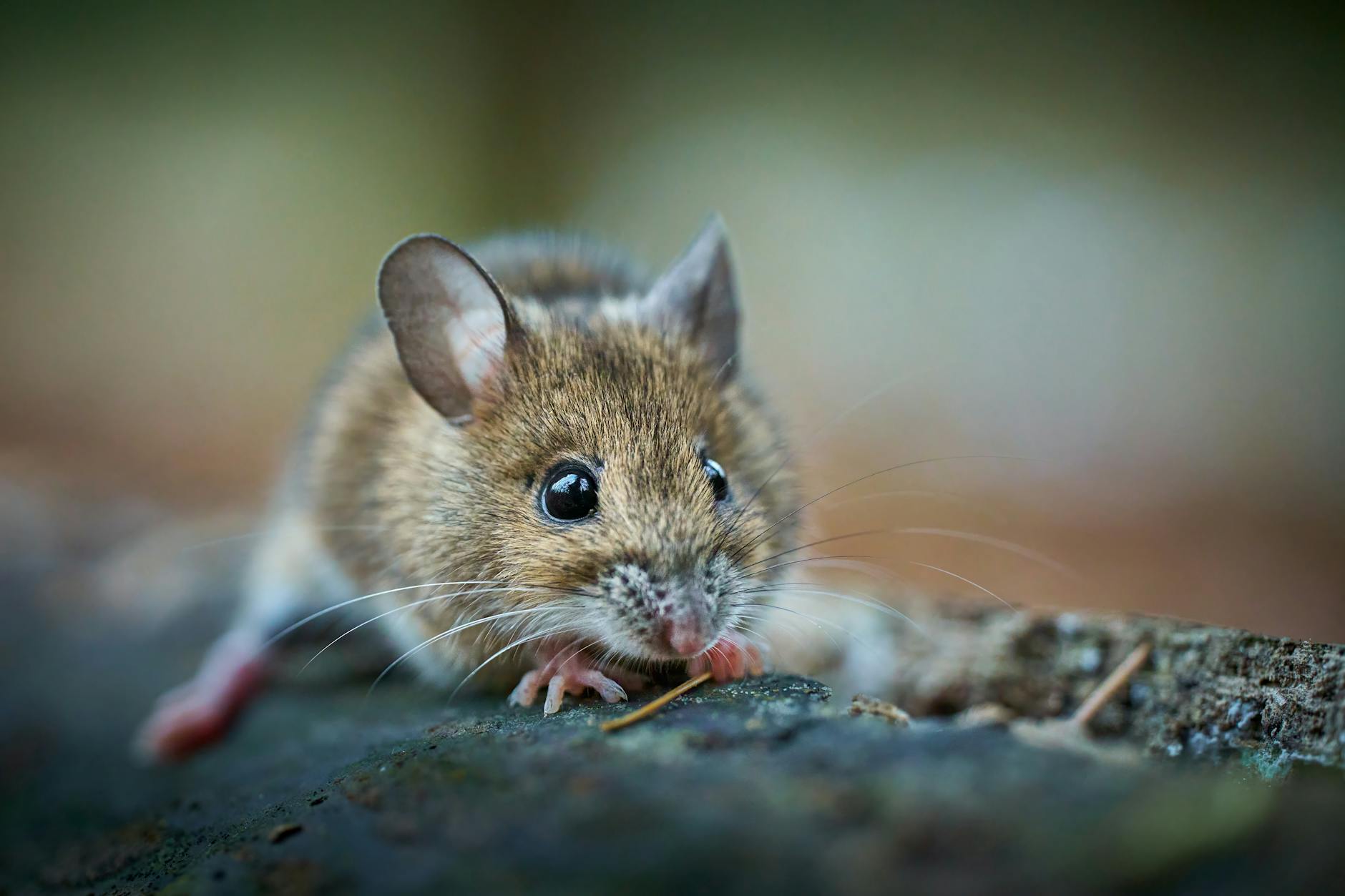 Hantavirus: Canada confirmă primul caz, România investighează separat