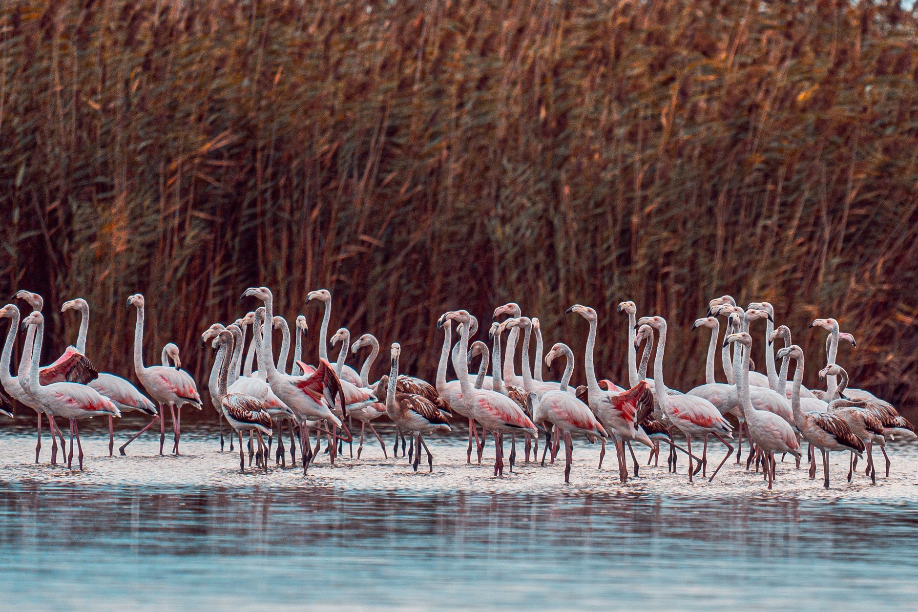 Rachete Flamingo lovesc uzine militare și rafinării în Rusia