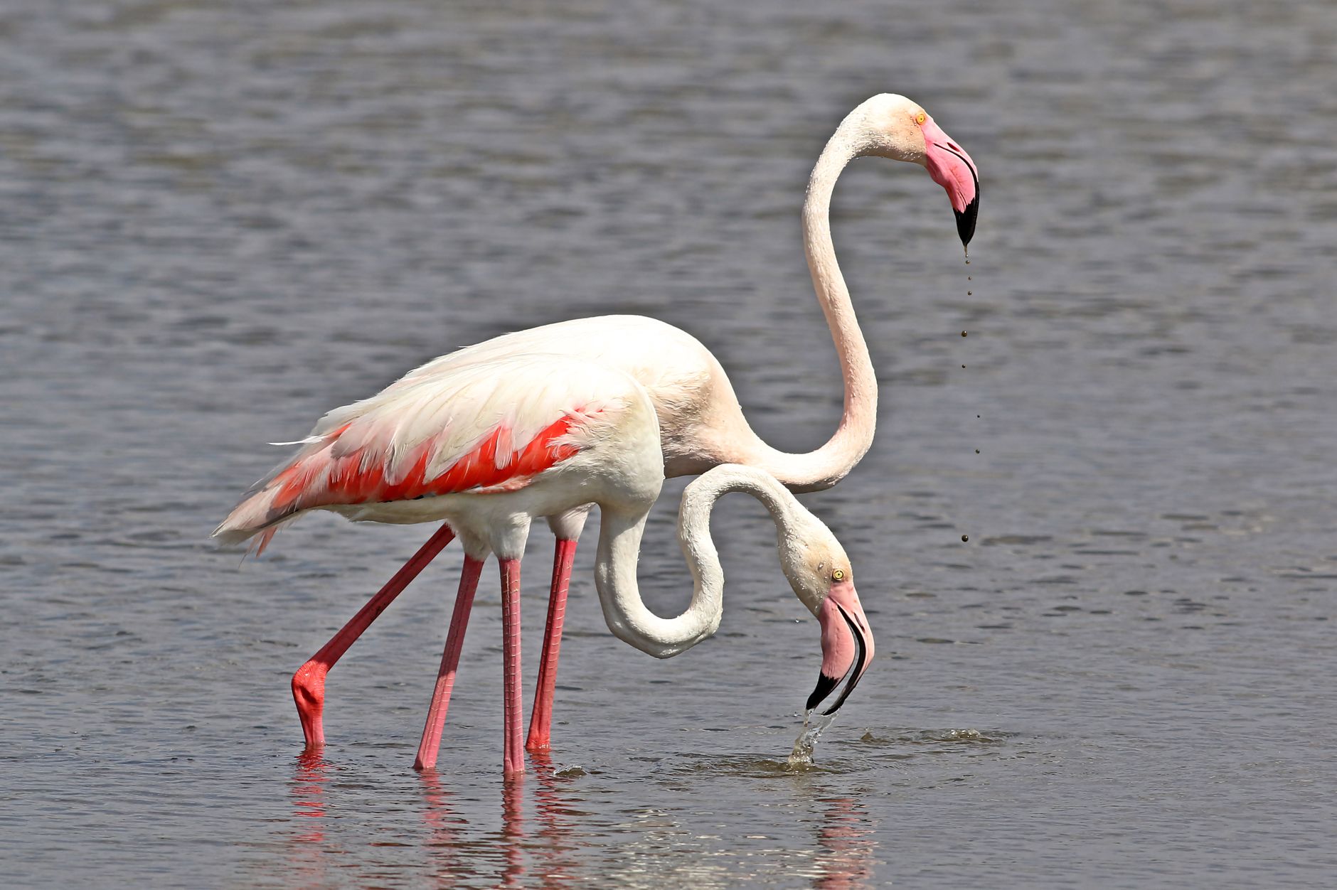 Flamingo lovește uzina Avitek din Kirov: 6 morți
