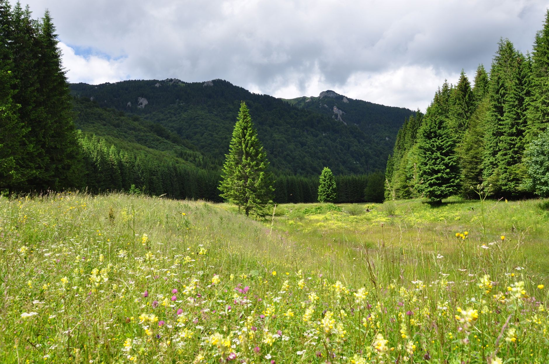 Bolojan retrage HG Biodiversitate: 972 milioane PNRR, în pericol