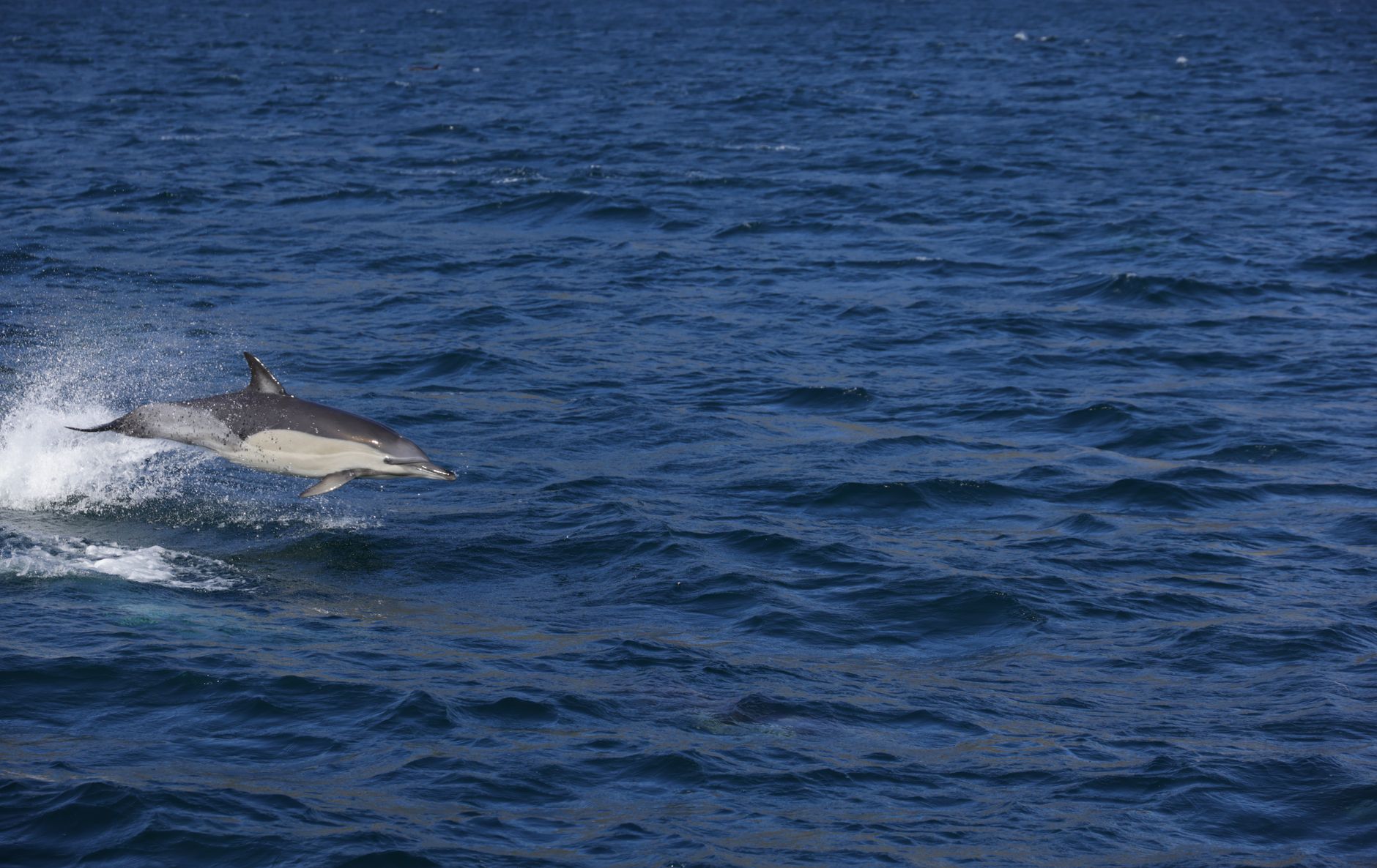 Taifunul Dolphin lovește China cu 151 km/h: un milion de evacuați