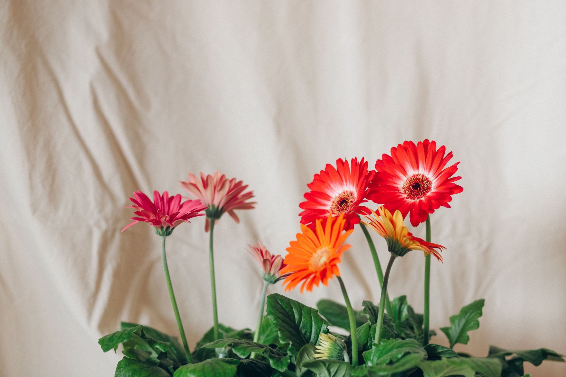 Dronă Gerbera la Costinești: scafandrii EOD intervin, fără exploziv