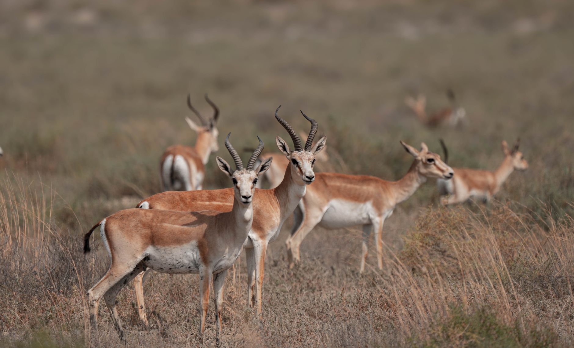 Gazele naturale ating maximul din 4 ani în Europa; BCE reacționează